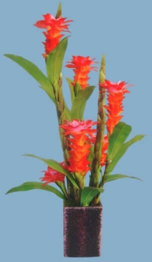 FLOWER GINGER A