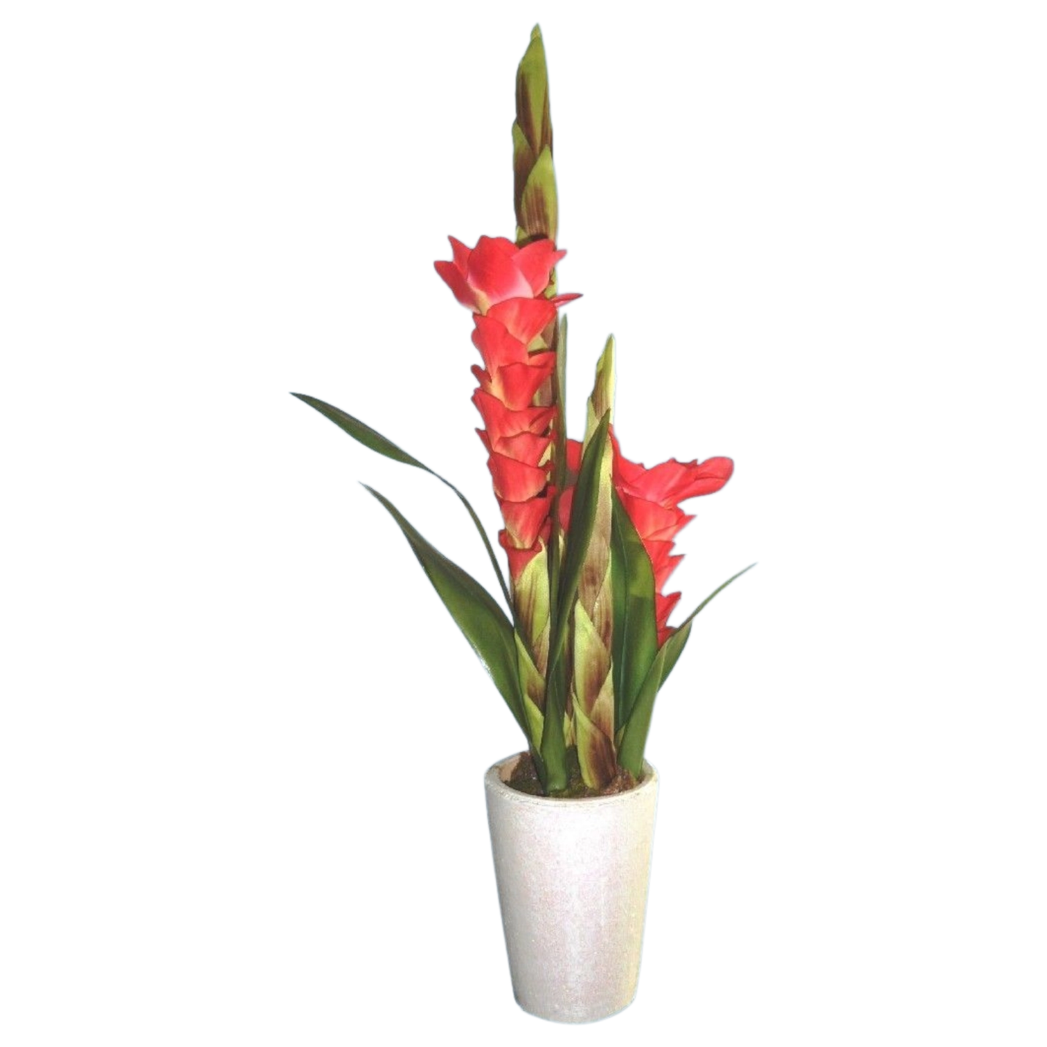 6219047010_619-FLOWER-GINGER-B FLOWER GINGER COLOR PINK 2069-1 60cm
